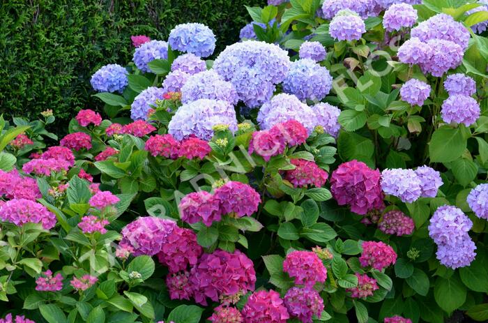 Hortenzie velkolistá - Hydrangea macrophylla