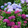 Hortenzie velkolistá - Hydrangea macrophylla
