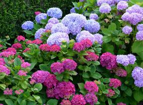 Hortenzie velkolistá - Hydrangea macrophylla