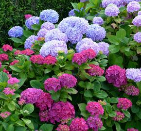 Hortenzie velkolistá - Hydrangea macrophylla