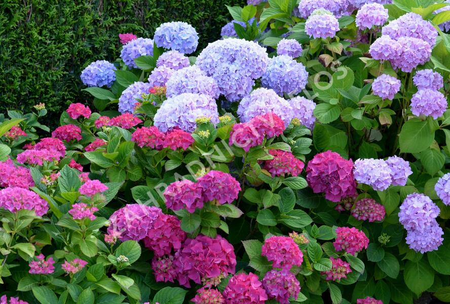 Hortenzie velkolistá - Hydrangea macrophylla