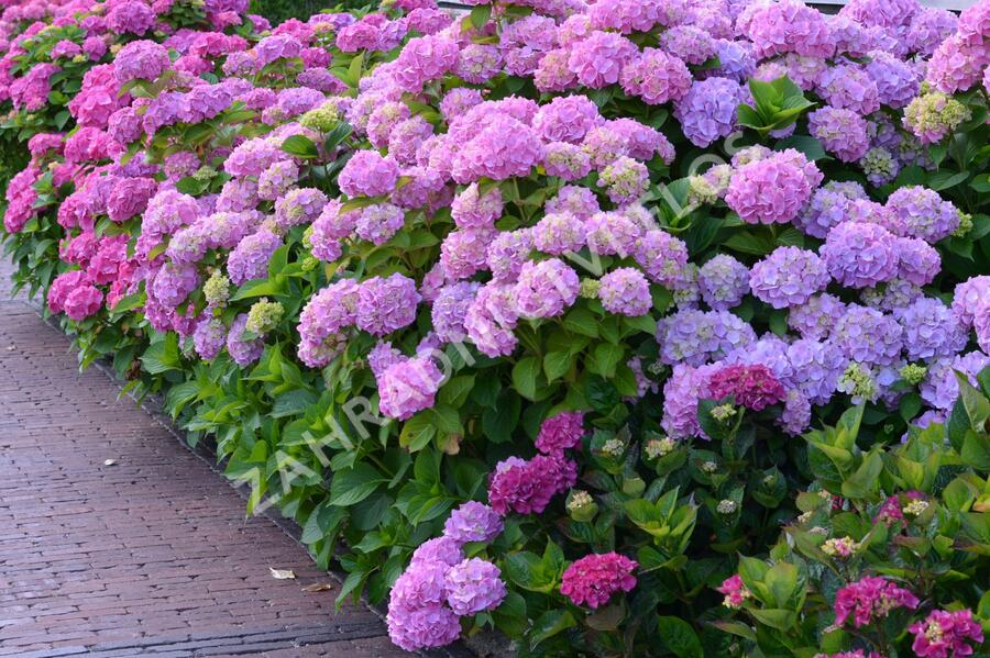 Hortenzie velkolistá - Hydrangea macrophylla