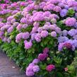 Hortenzie velkolistá - Hydrangea macrophylla