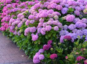 Hortenzie velkolistá - Hydrangea macrophylla