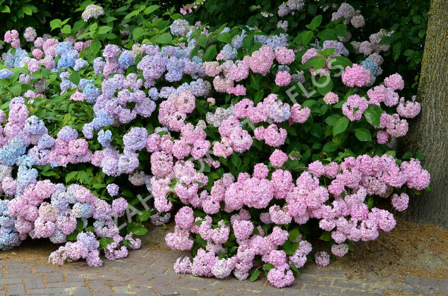 Hortenzie velkolistá - Hydrangea macrophylla