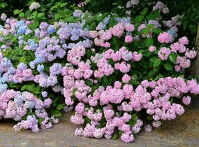 Hortenzie velkolistá - Hydrangea macrophylla