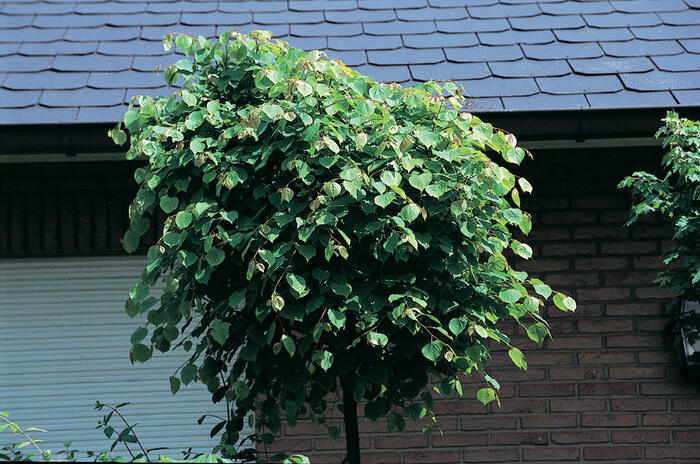 Lípa srdčitá 'Green Globe' - Tilia cordata 'Green Globe'