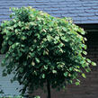 Lípa srdčitá 'Green Globe' - Tilia cordata 'Green Globe'