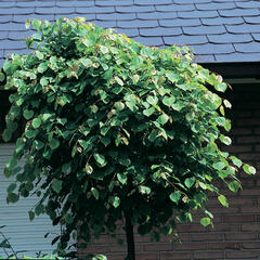 Lípa srdčitá 'Green Globe' - Tilia cordata 'Green Globe'