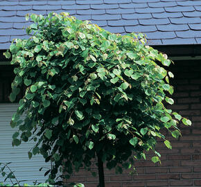 Lípa srdčitá 'Green Globe' - Tilia cordata 'Green Globe'