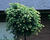 Lípa srdčitá 'Green Globe'