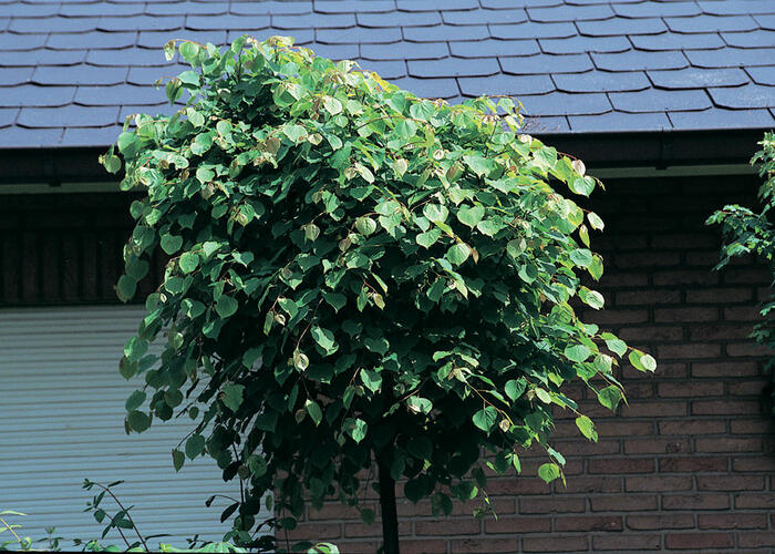 Lípa srdčitá 'Green Globe' - Tilia cordata 'Green Globe'