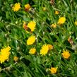 Jestřábník chlupáček, zední - Hieracium pilosella