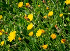 Jestřábník chlupáček, zední - Hieracium pilosella