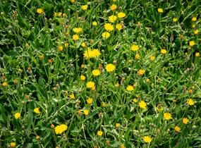 Jestřábník chlupáček, zední - Hieracium pilosella