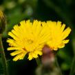 Jestřábník chlupáček, zední - Hieracium pilosella