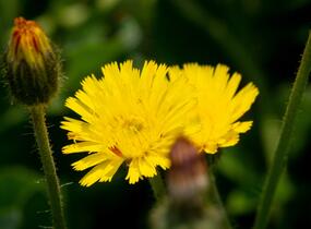 Jestřábník chlupáček, zední - Hieracium pilosella