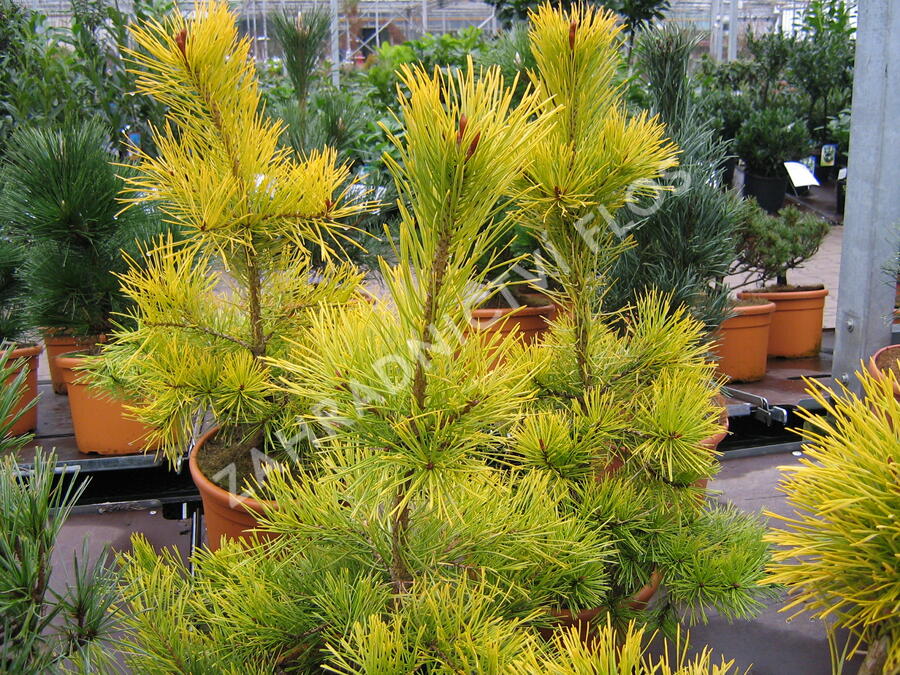 Borovice lesní 'Aurea' - Pinus sylvestris 'Aurea'