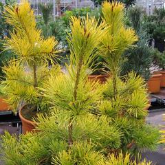 Borovice lesní 'Aurea' - Pinus sylvestris 'Aurea'
