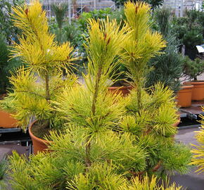 Borovice lesní 'Aurea' - Pinus sylvestris 'Aurea'
