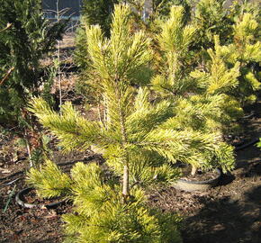 Borovice lesní 'Aurea' - Pinus sylvestris 'Aurea'