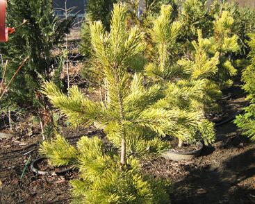 Borovice lesní 'Aurea'