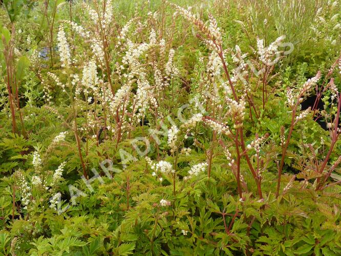 Udatna - Aruncus aethusifolius