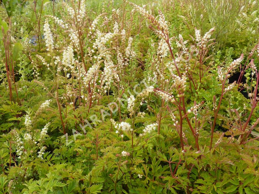 Udatna - Aruncus aethusifolius