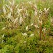 Udatna - Aruncus aethusifolius