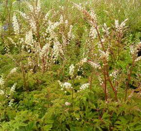 Udatna - Aruncus aethusifolius