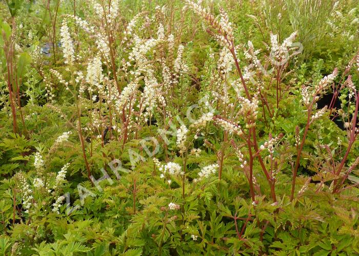 Udatna - Aruncus aethusifolius