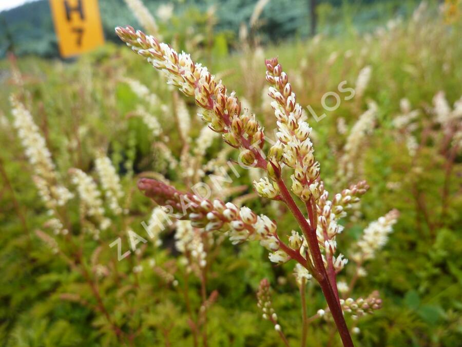 Udatna - Aruncus aethusifolius