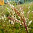 Udatna - Aruncus aethusifolius