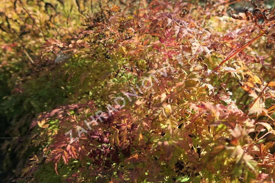 Udatna - Aruncus aethusifolius