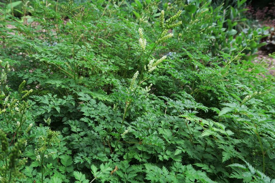 Udatna - Aruncus aethusifolius
