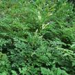 Udatna - Aruncus aethusifolius