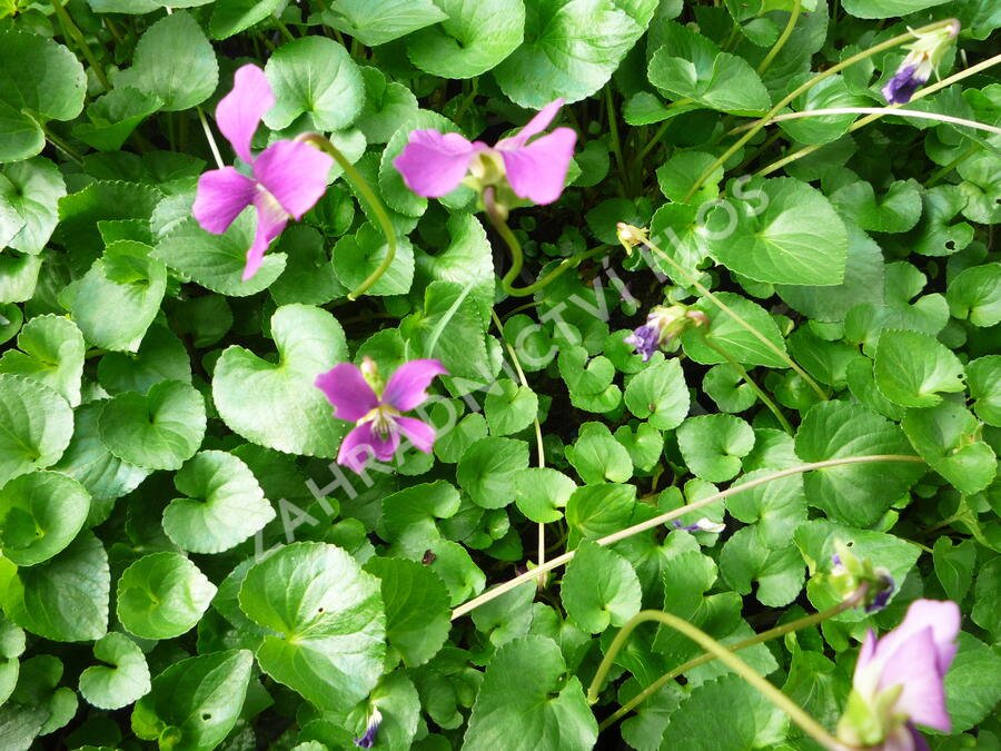 Violka 'Rubra' - Viola sororia 'Rubra'