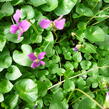 Violka 'Rubra' - Viola sororia 'Rubra'