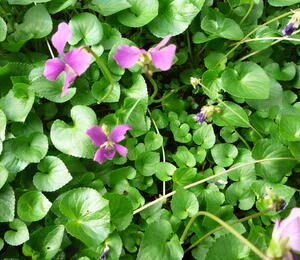 Violka 'Rubra' - Viola sororia 'Rubra'