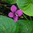 Violka 'Rubra' - Viola sororia 'Rubra'