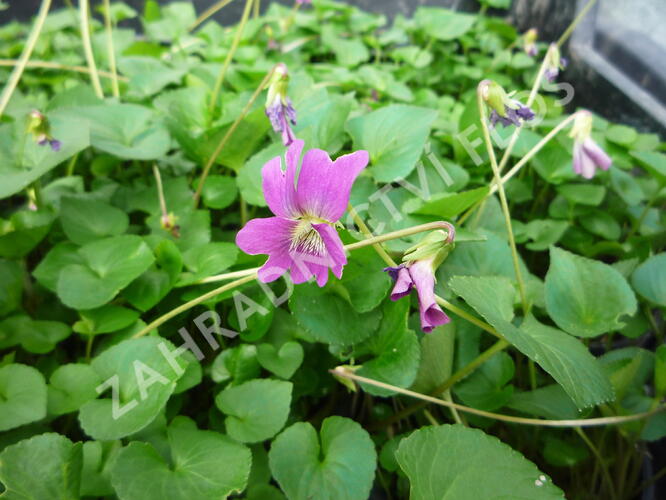 Violka 'Rubra' - Viola sororia 'Rubra'