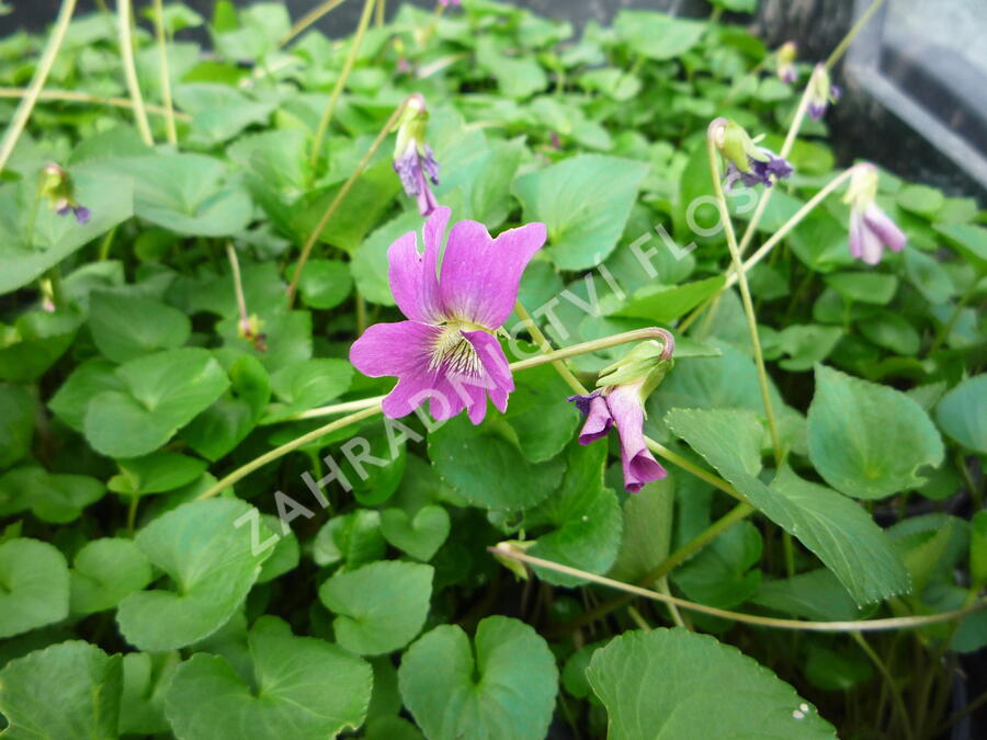 Violka 'Rubra' - Viola sororia 'Rubra'
