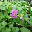 Violka 'Rubra' - Viola sororia 'Rubra'