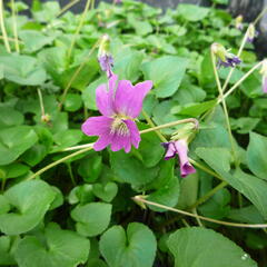 Violka 'Rubra' - Viola sororia 'Rubra'