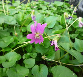 Violka 'Rubra' - Viola sororia 'Rubra'