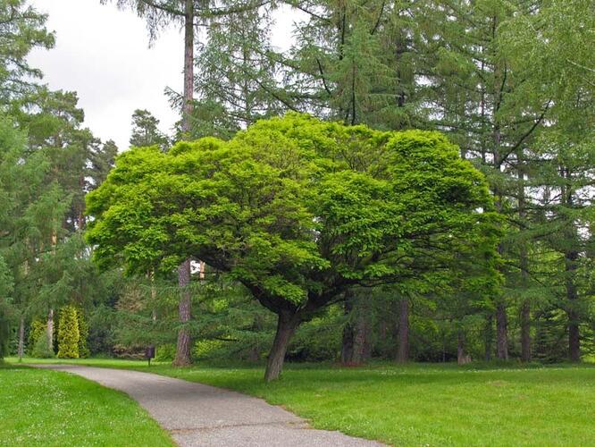 Trnovník akát 'Umbraculifera' - Robinia pseudoacacia 'Umbraculifera'