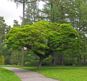 Trnovník akát 'Umbraculifera' - Robinia pseudoacacia 'Umbraculifera'