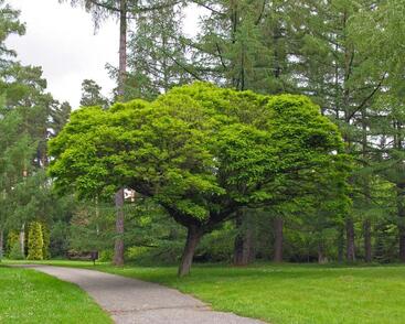 Trnovník akát 'Umbraculifera'
