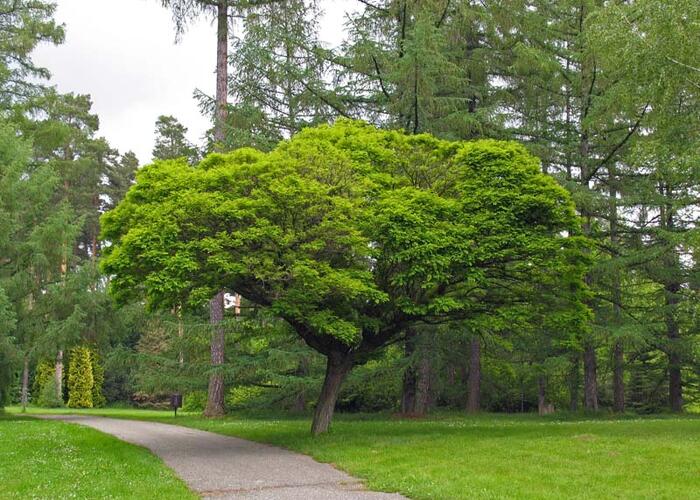 Trnovník akát 'Umbraculifera' - Robinia pseudoacacia 'Umbraculifera'