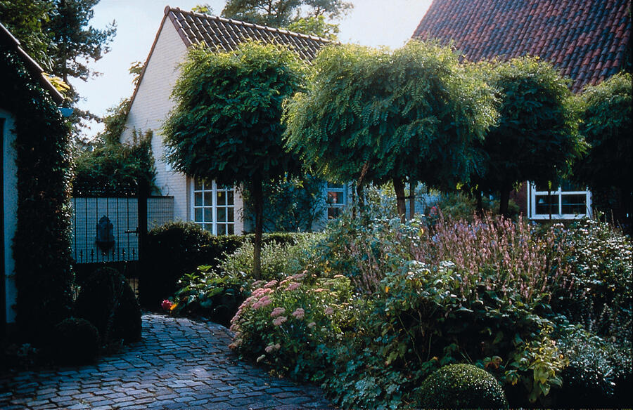 Trnovník akát 'Umbraculifera' - Robinia pseudoacacia 'Umbraculifera'